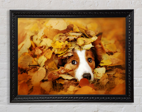 Dog In Autumn Leaves
