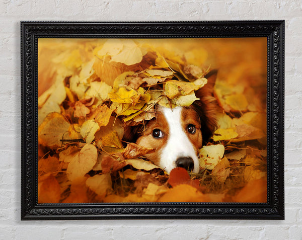 Hund im Herbstlaub