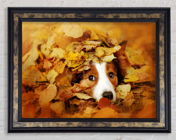 Dog In Autumn Leaves Framed Print