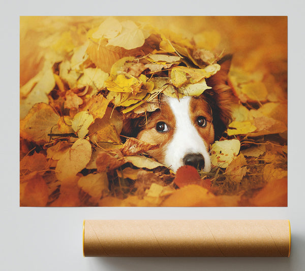 Dog In Autumn Leaves Poster