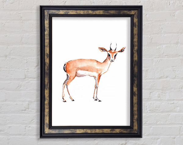 Springbok Framed Print