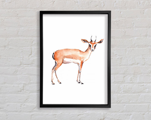 Springbock