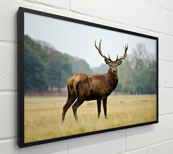 Red Deer Beauty