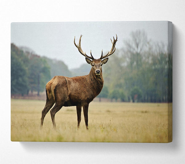 Red Deer Beauty Canvas Art