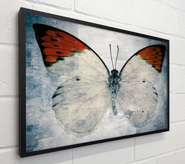Orange Tipped Butterfly