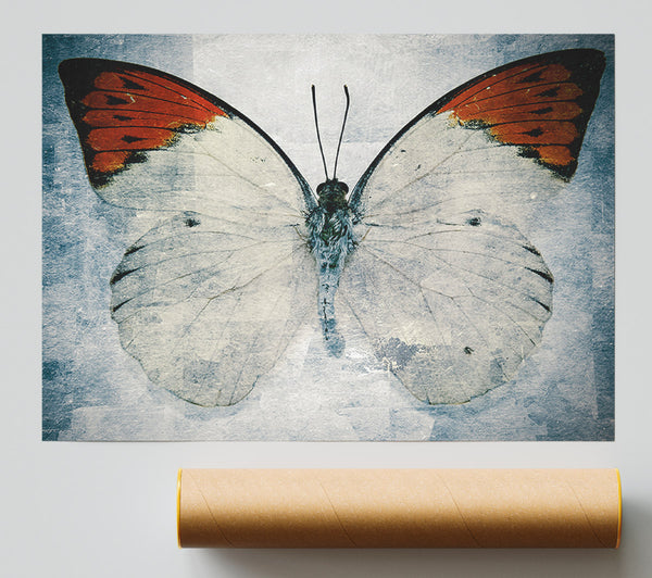 Orange Tipped Butterfly Print