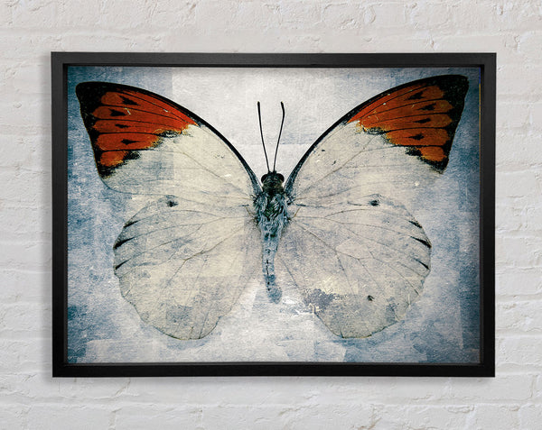 Schmetterling mit orangefarbener Spitze