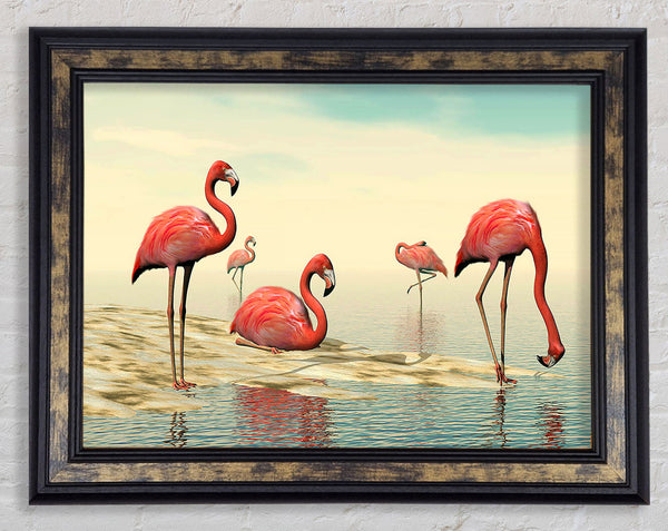 Pink Flamingo Batheing Framed Print