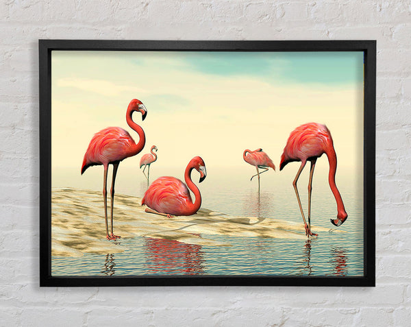 Rosa Flamingo beim Baden