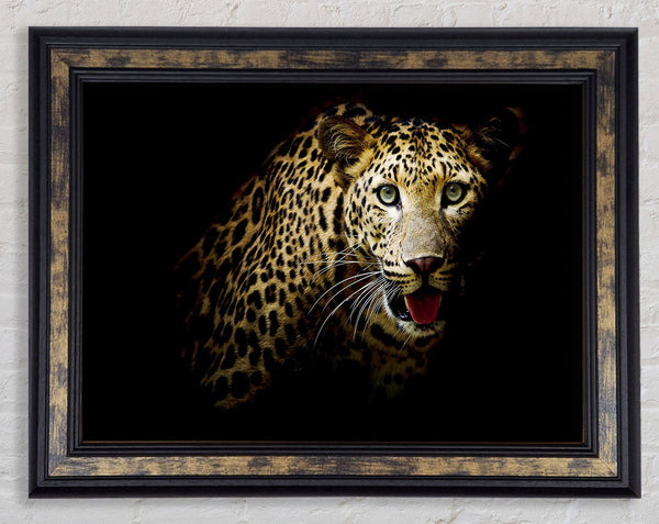 Curious Leopard Framed Print