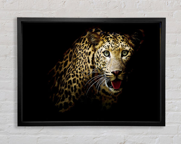 Neugieriger Leopard