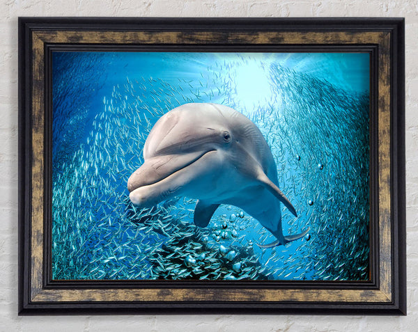 Dolphin Dinner Time Framed Print