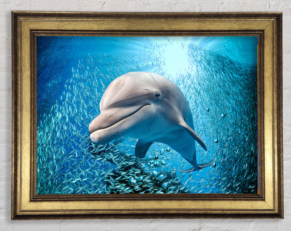 Dolphin Dinner Time Framed Print