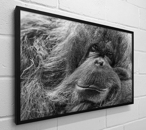 Orangutan Face