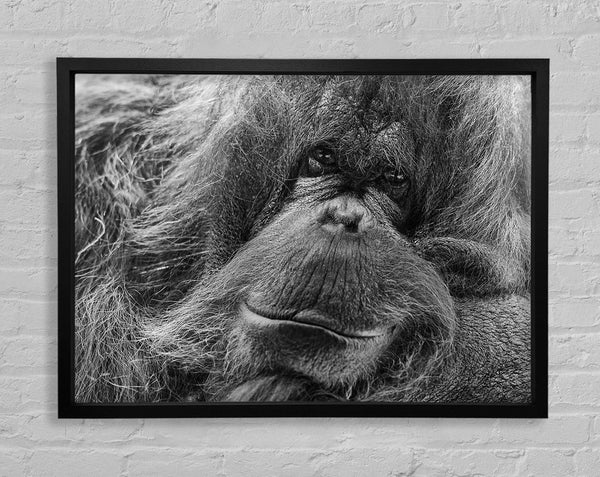 Orang-Utan-Gesicht