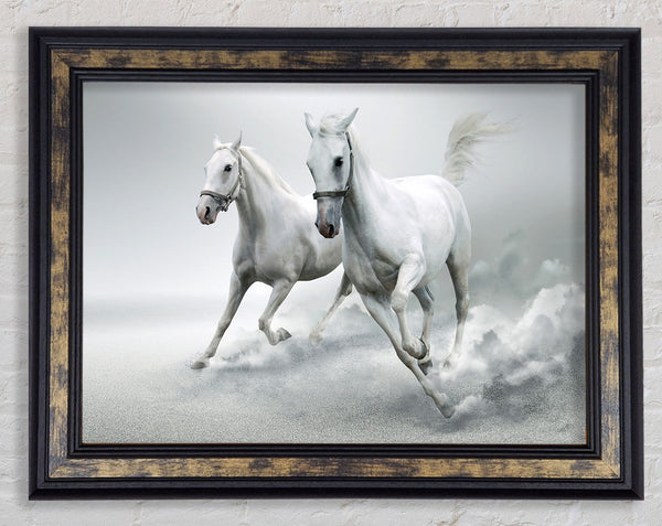 White Duo Horses Framed Print