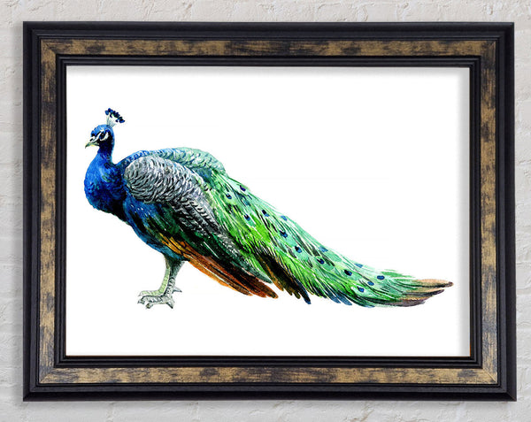 Peacock Stance Framed Print
