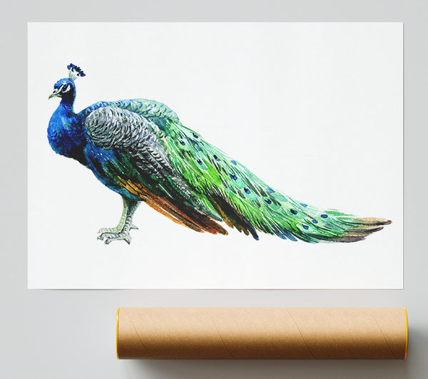 Peacock Stance Giclee Print