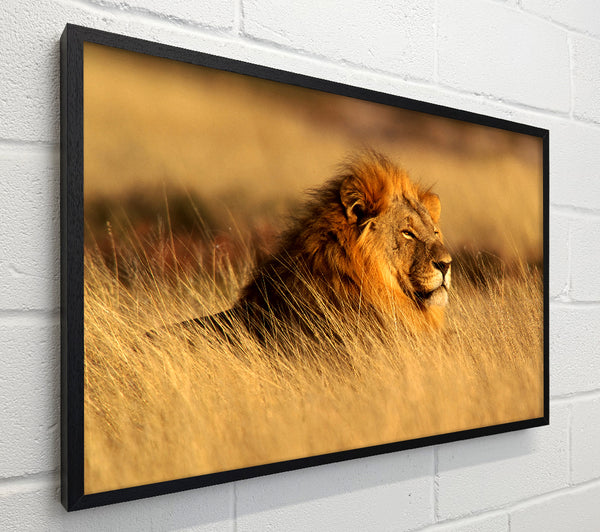 Pride Of The Jungle