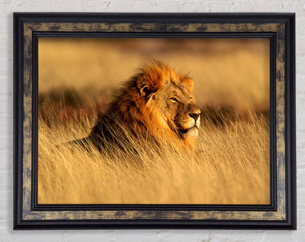 Pride Of The Jungle Framed Print
