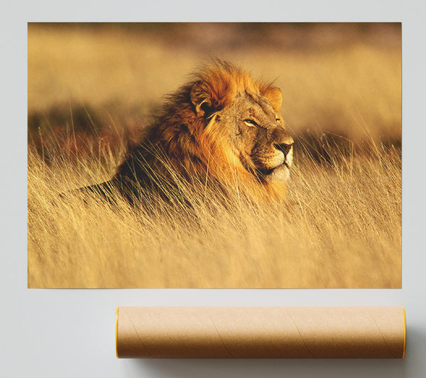 Pride Of The Jungle Giclee Print