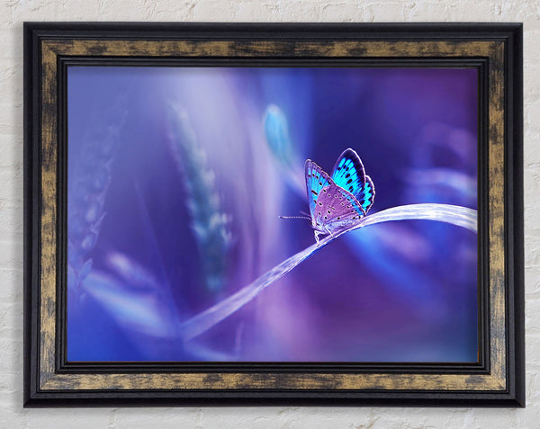Purple Butterfly Wonder Framed Print