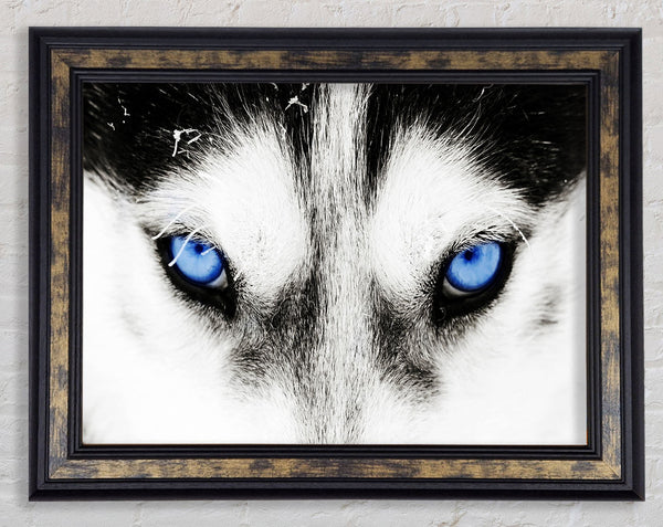Husky Dog Blues Framed Print
