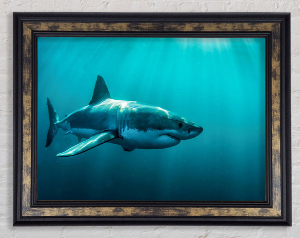 Shark Sunbeam Framed Print