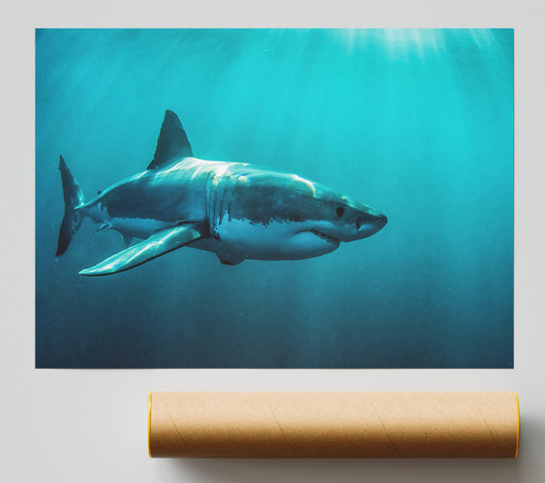 Shark Sunbeam Poster