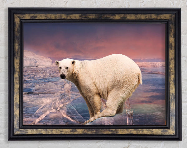 Polar Bear Skies Framed Print