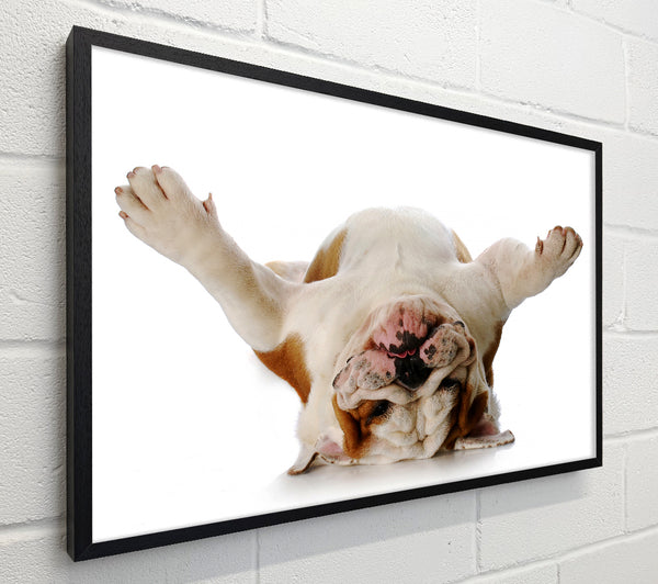 English Bulldog Snooze