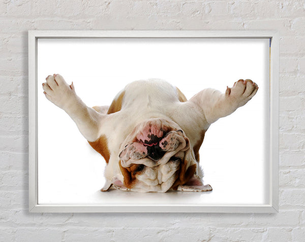 English Bulldog Snooze Framed Print