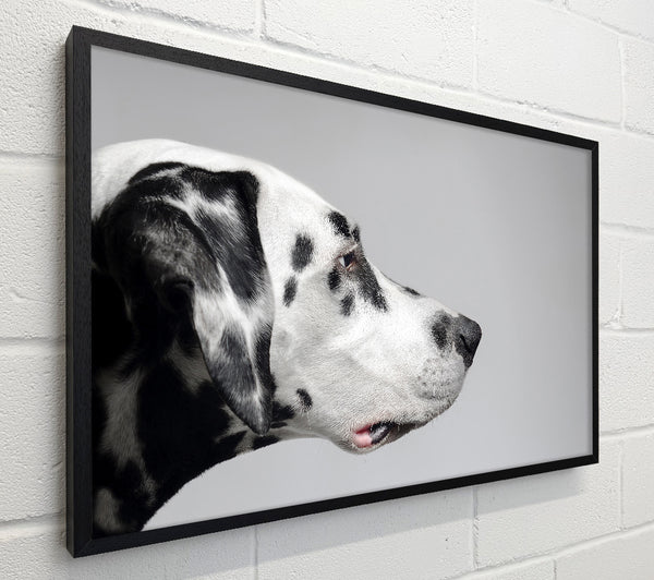 Dalmation Dog Face