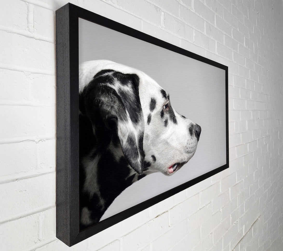  A Canvas Print of Dalmation Dog Face Canvas Print
