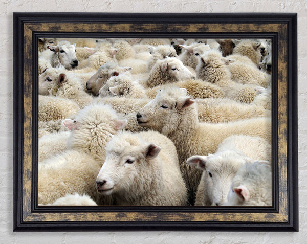 Sheep Heard Framed Print