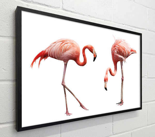 Pink Flamingo Duo