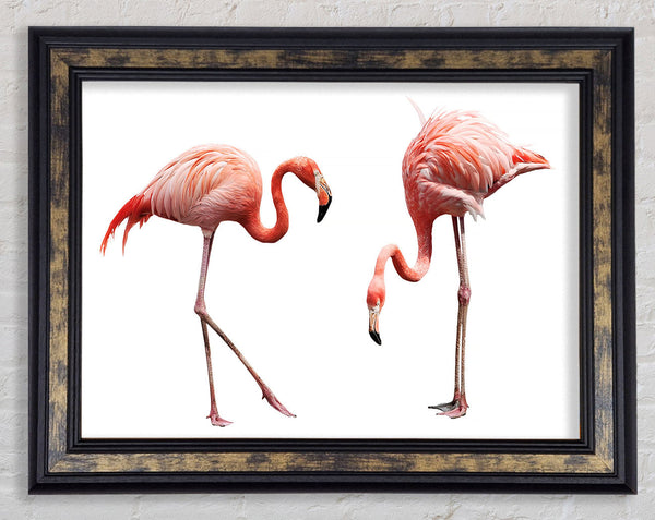 Pink Flamingo Duo Framed Print