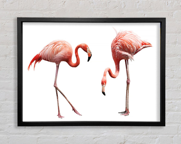 Pink Flamingo Duo Framed Print