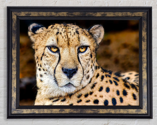 Beautiful Cheetah Face Framed Print