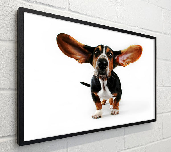 Basset Hound Ears