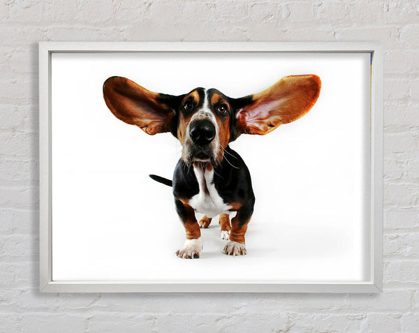Basset Hound Ohren