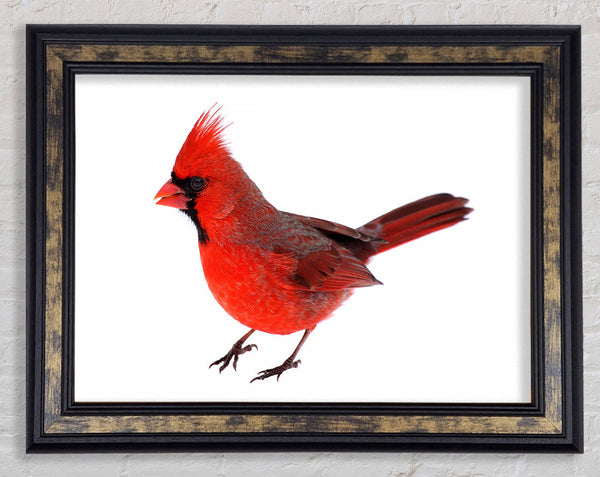 Scarlet Tanager Bird Framed Print