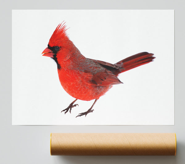 Scarlet Tanager Bird Print