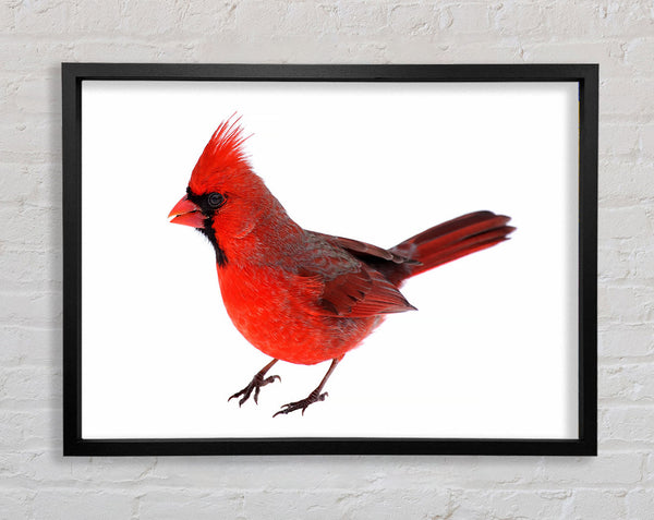 Scarlet Tanager Bird Framed Print
