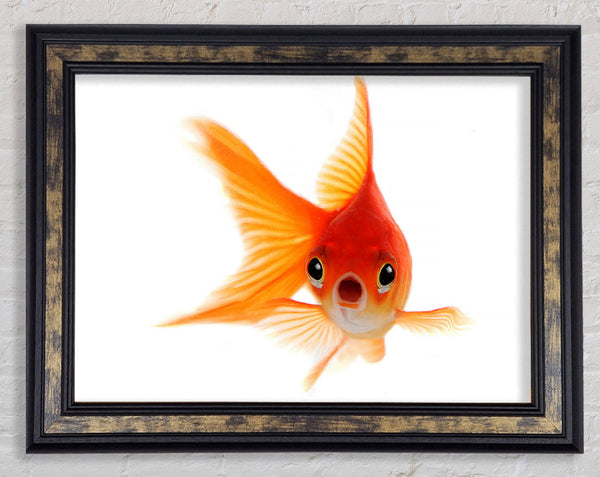 Shocked Goldfish