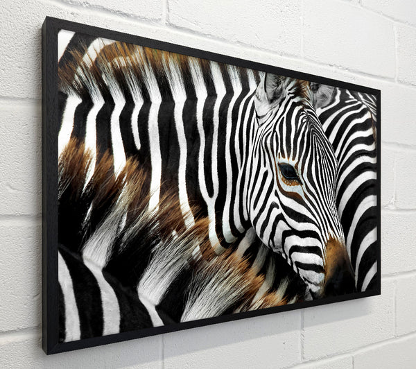 Zebra Huddle
