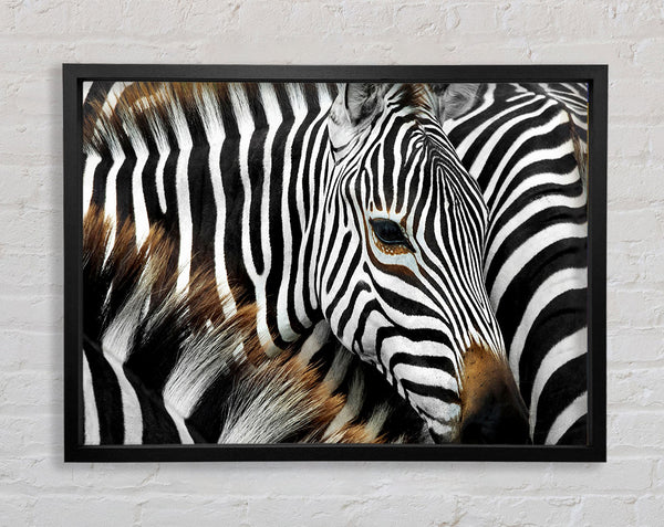 Zebra-Huddle