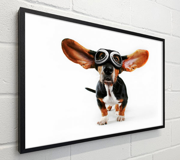Basset Hound Flight