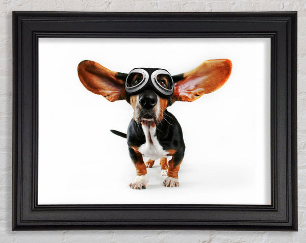 Basset Hound Flug