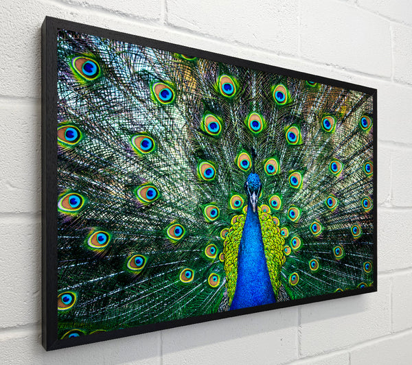 Peacock Plume